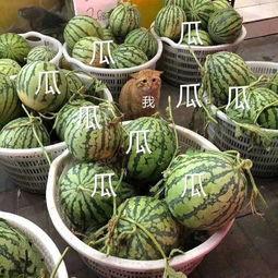 吃瓜娱乐间的作品